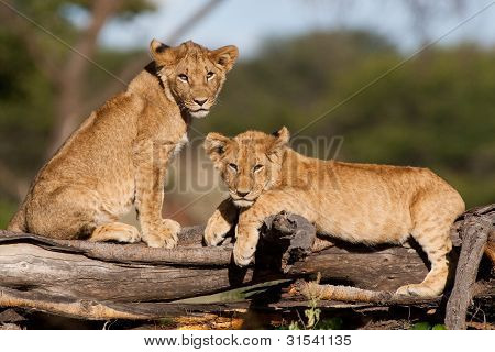 Cuccioli di Leone