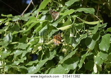 Butterfly On Linden Blossom. A Closeup Of Single Invasive Species Plant Nymphalis Xanthomelas With A