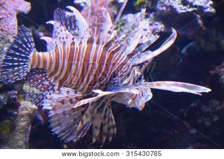A Beautiful Lionfish Swimming In An Aquarium