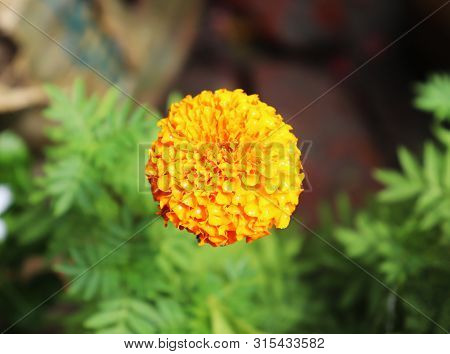 Beautiful Marigold Flowers On Tree In The Garden