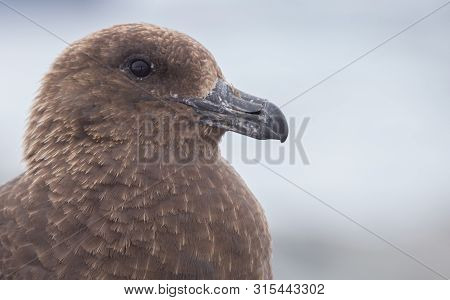 Portrait Of Brown Skua, Stercorarius Antarcticus , Also Known As The Antarctic Skua In Petermann Isl