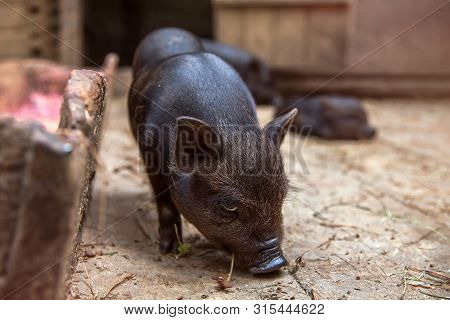 Black Mini Piglet Eating. Curious Little Piglet On A Farm Looking At The Camera. Pig Farming Is Rais