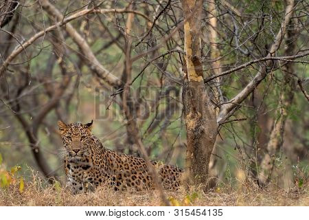 A Leopard Or Panthera Pardus Fusca Stare In A Green Background After Rainy Season Over From Forest O