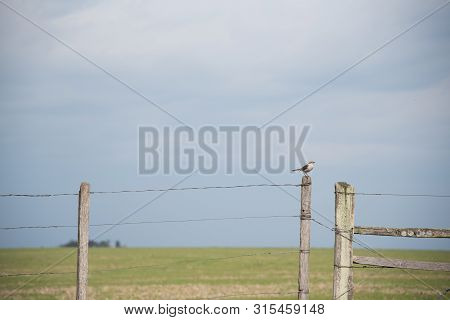 Farm Gate And On It A Bird Named Sabiá Of The Field (mimus Saturninus). It Corresponds To A Bird Fam