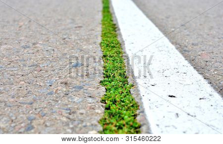 Road Marking And Sprouts Throgh The Asphalt Road. Nature Fights Civilization Idea.