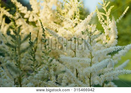 Beautiful Bush Of Flowers Astilbe With A Fluffy White Panicles, Close Up