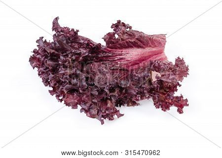 Single Leaf Of Red Lettuce Variety Lollo Rosso On A White Background