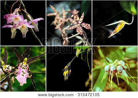 Collage From Different Pictures Of Rare Species Of Orchids.
