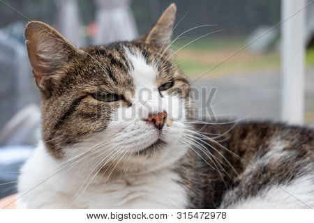 Portrait Of A Curious Grey And White Tigerstriped Cat In The Room