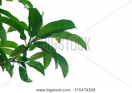 Top View Elephant Apple Tree With Leaves Branches And Sun Light Growing In A Garden On White Isolate