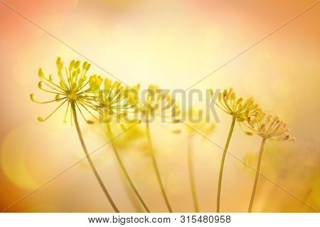 Autumn flower background. Silhouettes of inflorescences of  umbelliferous plant  against  sunset background. Autumn nature. Soft focus.