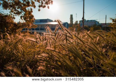 Field Of Yellowed Spikelets Of Grass. Autumn Grass In Background Of Building With Bokeh