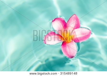 Tropical Flower Frangipani Plumeria, Leelawadee Floating In The Water. The Spa Pool. Peace And Tranq
