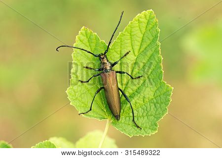 Aromia Moschata Longhorn Beetle Green. Aromia Moschata On Leaf. Close Up.