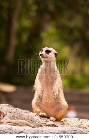 Meercat นั่งเล่นจะดูและมอง