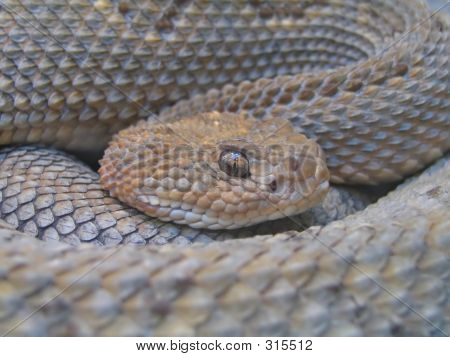 Snake Eye 1