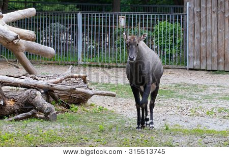 Nilgai (boselaphus Tragocamelus), Also Known As The Nilgau Or Blue Bull In Zoo