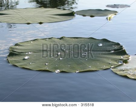 Lilypads