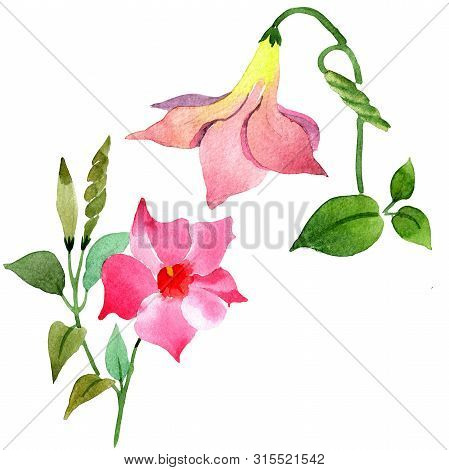 Pink Mandevilla Floral Botanical Flowers. Watercolor Background Set. Isolated Mandevilla Illustratio