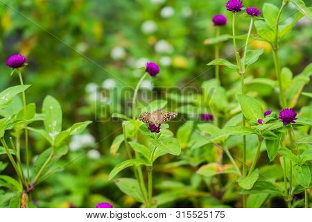 The Purple Flower. Button Agaga. Everlasting. Gomphrena. Globe Amaranth. Pearly Everlasting