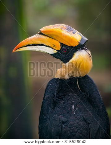 Great Hornbill Bird Profile Buceros Bicornis Close-up