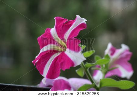 Multicolor Petunia On The Balcony Close-up. Flower S Balcony Decor Home Concept.