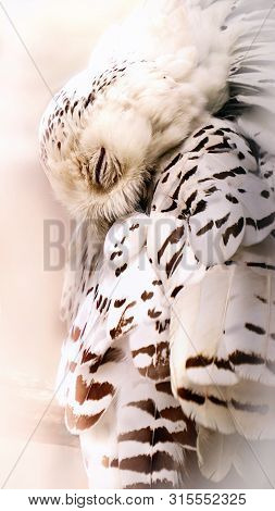Sleep Snow Owl. Snow Owl In Dream. Portrait From Animal World. White Stories Owl.