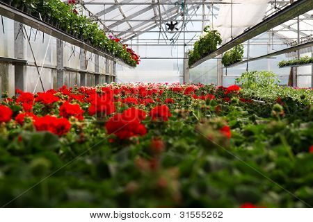 Geranium skleníkových