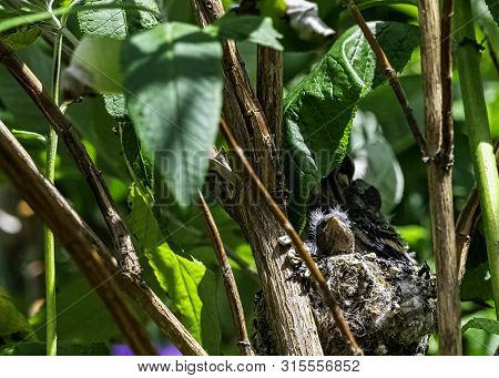 European Goldfinch (carduelis Carduelis) Nest With Chicks - London, United Kingdom