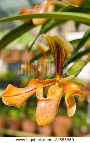 seltene Orchidee in Thailand