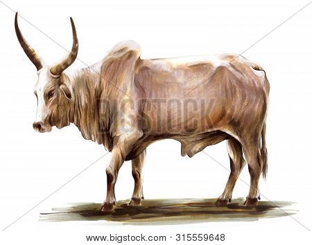 Color Bull Drawn By Hand. Livestock. Cattle. Animal Grazing