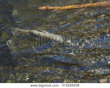 Salmon Run