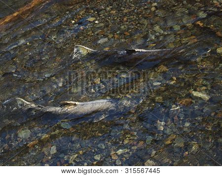 Salmon Run
