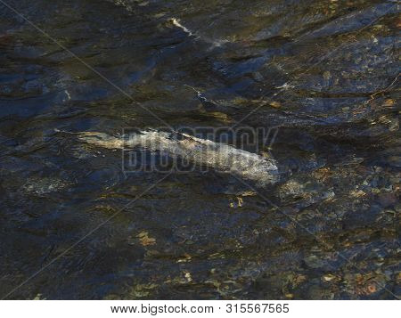 Salmon Run