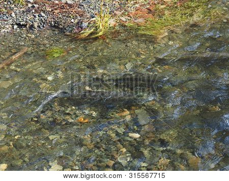 Salmon Run