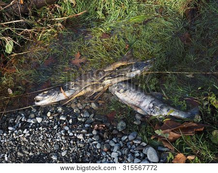 Salmon Run