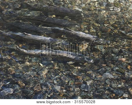 Salmon Run
