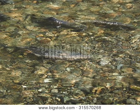 Salmon Run