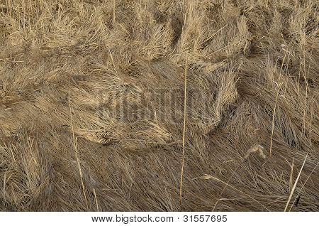 Hay - kuivattu