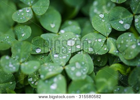 Close-up Image Of Rain Drops On Three Leaves Clovers During A Rainy Day