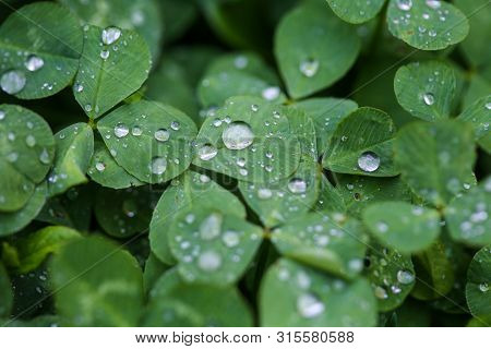 Close-up Image Of Rain Drops On Three Leaves Clovers During A Rainy Day