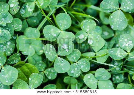 Close-up Image Of Rain Drops On Three Leaves Clovers During A Rainy Day