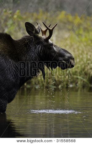 Smukke Moose