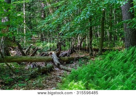 The Dead Old Tree Lies In The Wild Forest Between Neversink River, Tributary Of The Delaware River A