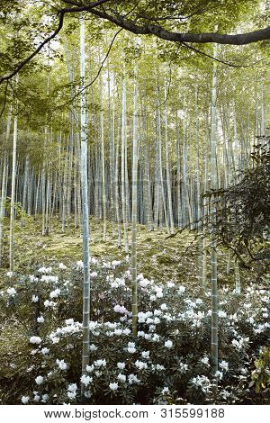 View From Below Of A Bamboo Forest In Arashiyama, Japan On A Spring Day.