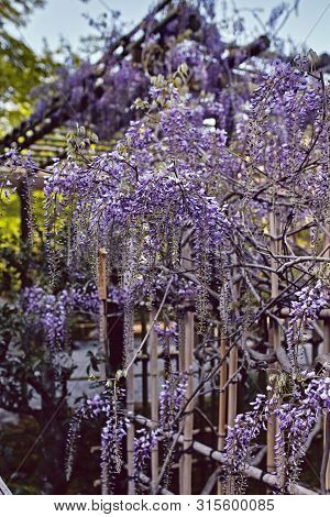 Wisteria Flowers Growing Through A Trellis In Kyoto, Japan.