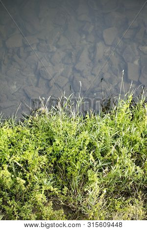 River Side With Green Small Plants Macro Background Fine Art High Quality Prints Products Fifty Mega