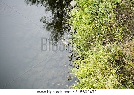 River Side With Green Small Plants Macro Background Fine Art High Quality Prints Products Fifty Mega