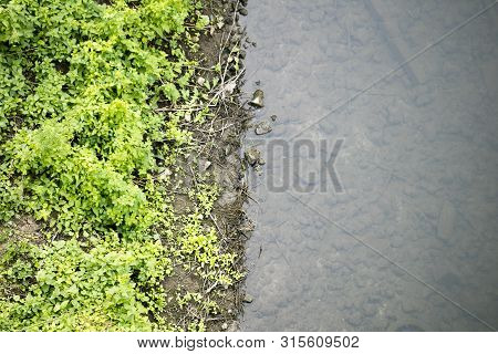 River Side With Green Small Plants Macro Background Fine Art High Quality Prints Products Fifty Mega