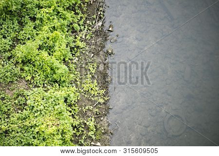 River Side With Green Small Plants Macro Background Fine Art High Quality Prints Products Fifty Mega